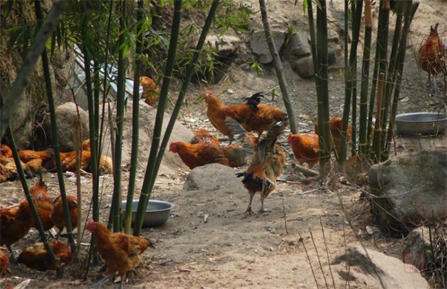 Techniques of raising chickens in Bamboo Forest