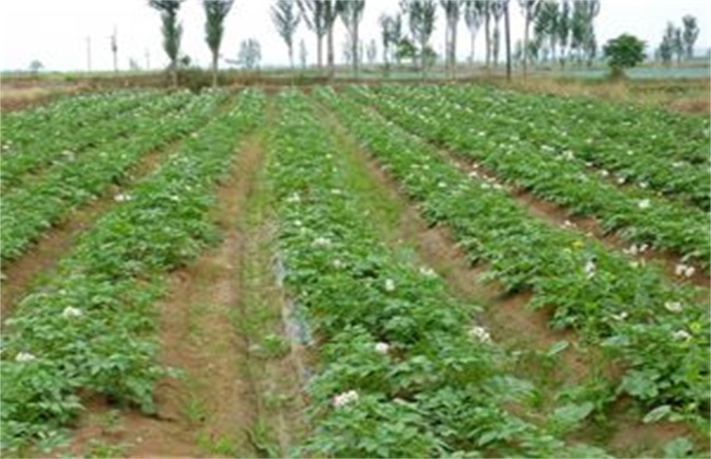 Key points of Potato Seedling stage Management