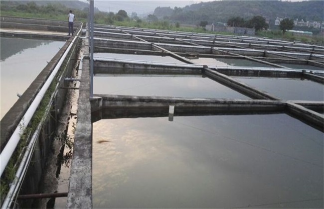 Cultivation techniques of tilapia fry