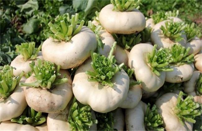 Cultivation techniques of turnip