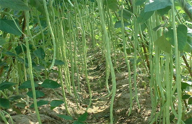 Fertilization method for high yield of cowpea