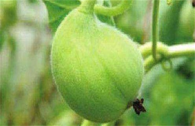 Causes and control measures of cantaloupe