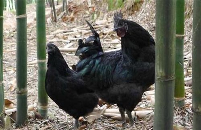 Degeneration Control techniques of Black Chicken Breeders