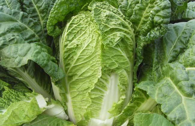 Management techniques in the Middle and late stage of Chinese Cabbage