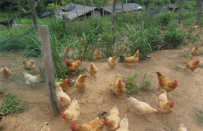 Management techniques of free-range chickens