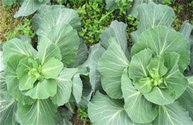 Causes of early bolting in cabbage