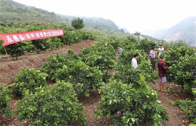 Management techniques of Young Orange trees