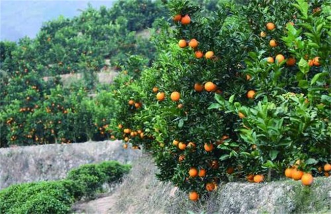 Technology of protecting flowers and fruits of oranges