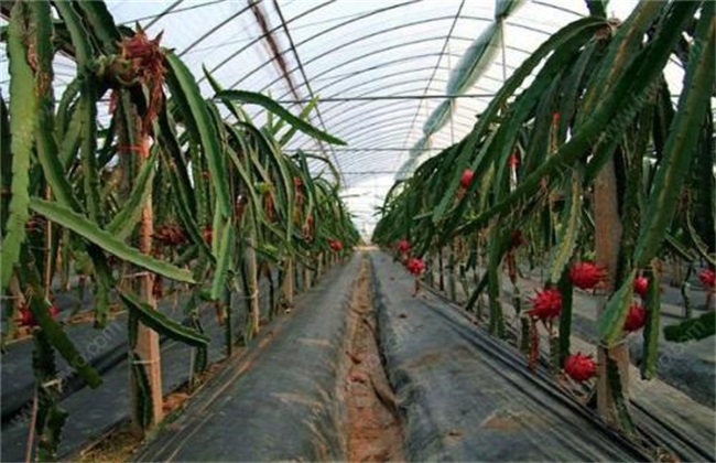 How to plant dragon fruit