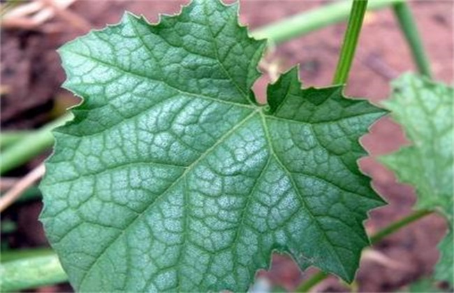 Towel gourd leaves turn white. What's going on?