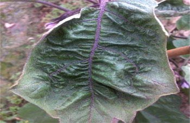 What happened to the curly leaves of eggplant?