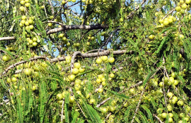 Planting techniques of gooseberry