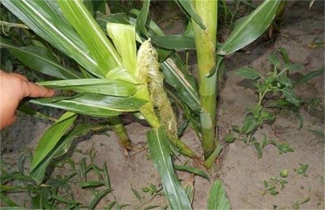 Causes and Control methods of Maize Tillering