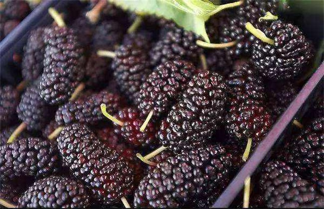 Methods of preservation and preservation of mulberry