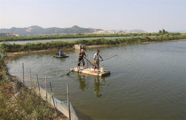 Tilapia culture management