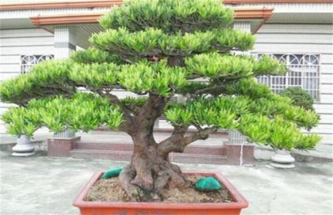 Culture methods and matters needing attention of Pinus elliottii