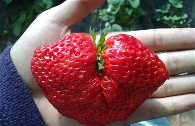 Causes and preventive measures of abnormal strawberry fruit