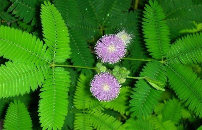 The reason for the non-flowering of mimosa and its solution