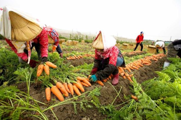 Organic processing and sealing the flavor of the local soil