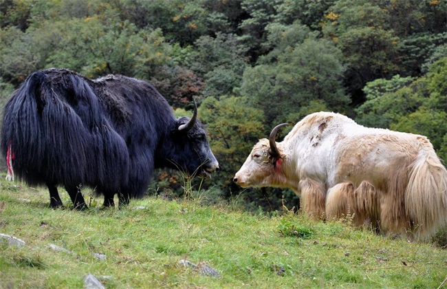 Key points of Yak breeding techniques