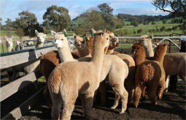 Key points of feeding and management of alpaca in summer