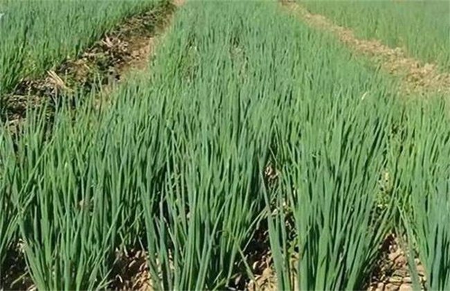 Causes and control methods of continuous cropping of spring onions