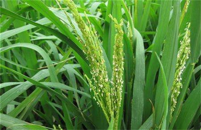 Key points of Management of Rice seed-setting stage