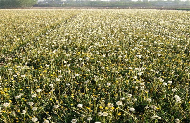 How to plant dandelion seeds