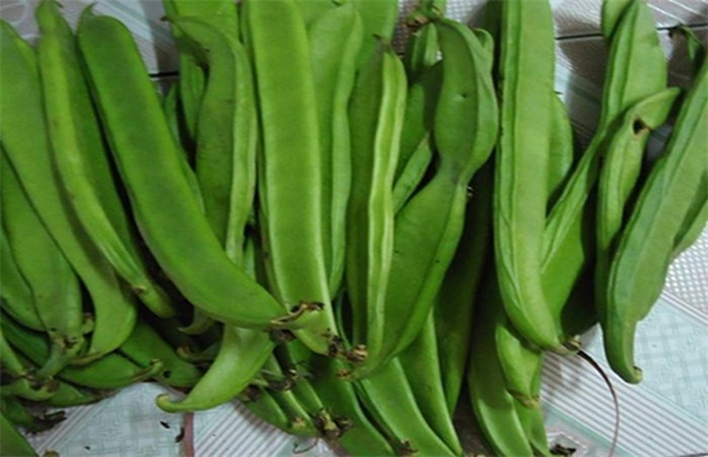 High-yielding planting techniques of knife bean