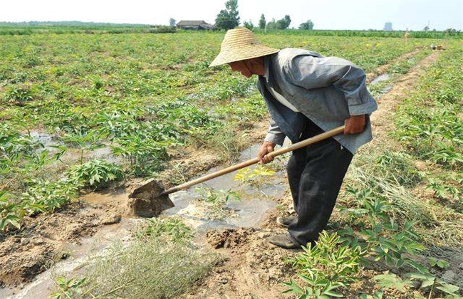 Time and method of watering sesame