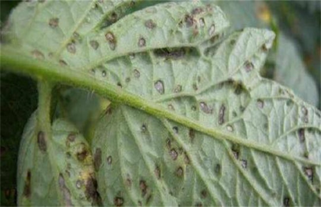 Control techniques of Gray Leaf spot in Tomato