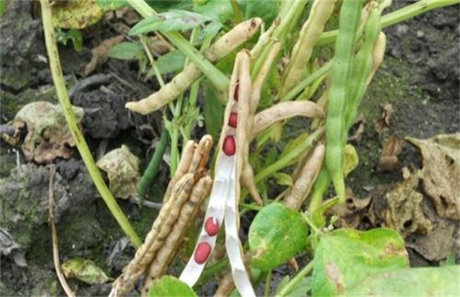 Prevention and control measures of flower and pod shedding of adzuki bean