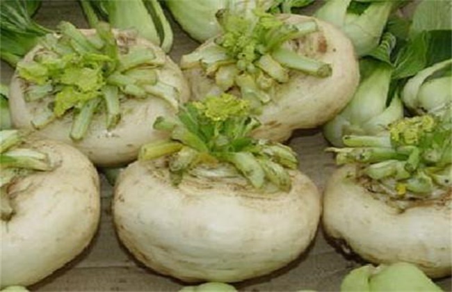 Planting techniques of dish vegetables