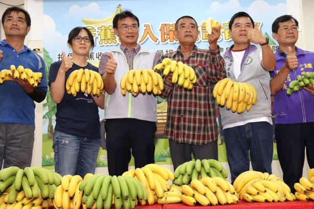 Taiwan's agricultural history! Banana income insurance for the first time, regardless of market crashes or natural disasters to protect a certain income