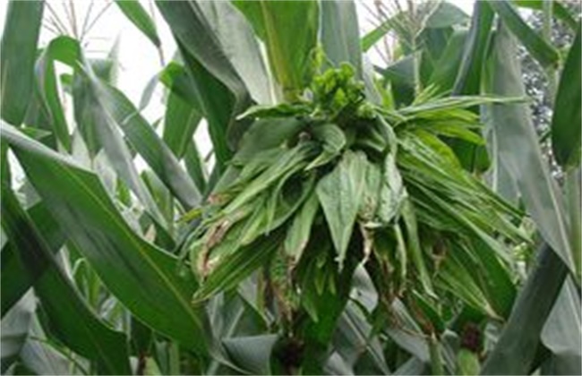 Preventive measures of Maize Crazy Top Disease