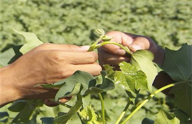 Time and method of cotton topping