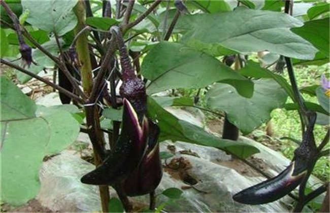 The technique of controlling the growth of eggplant