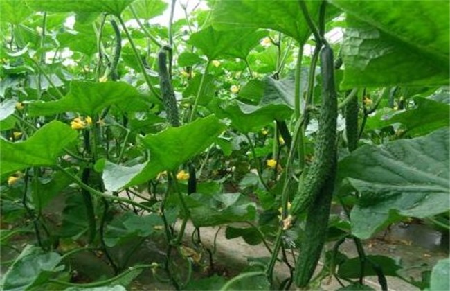 How to manage the temperature in Cucumber planting