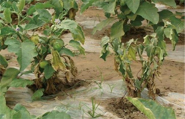 Control methods of Verticillium Wilt in eggplant