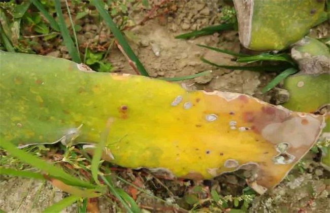 Prevention and control of dragon fruit canker