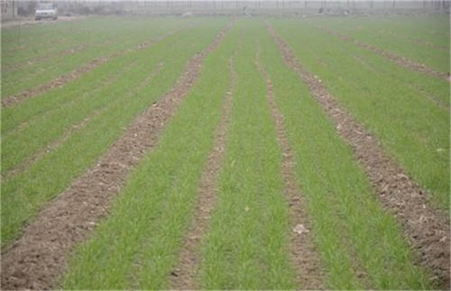 Key points of spraying foliar Fertilizer on Wheat