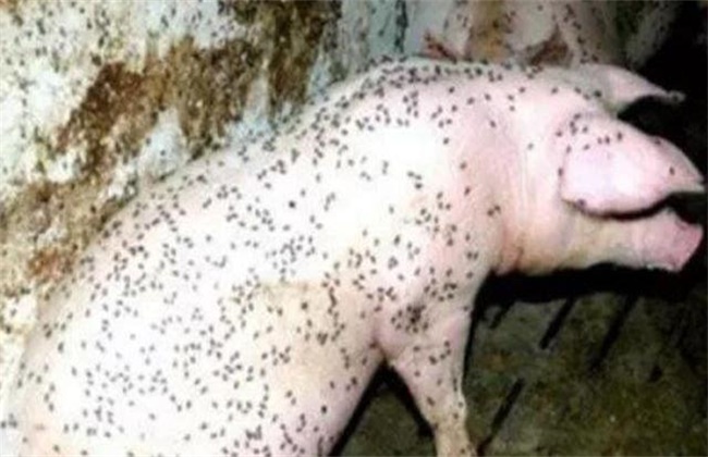 Control methods of mosquitoes and flies in pig farms in summer