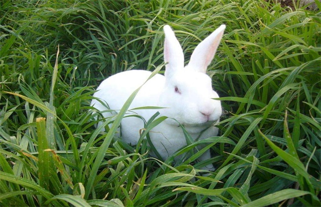 Key points of four Seasons Management of Rex Rabbit breeding