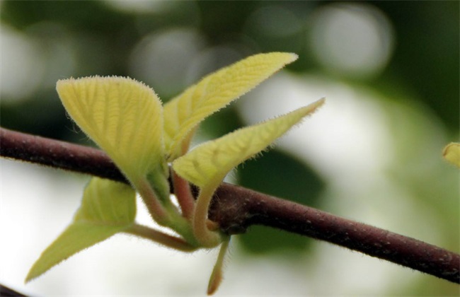 Key points of kiwifruit management in each stage