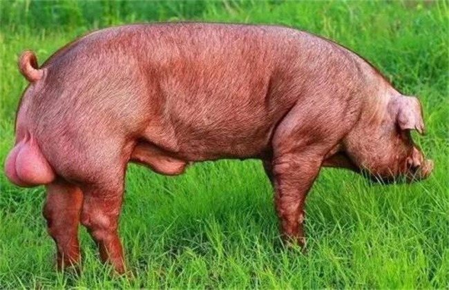 How to ensure the success rate of breeding pigs in summer