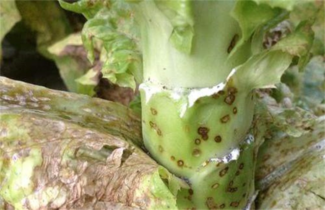 Control techniques of Sclerotinia sclerotiorum of lettuce