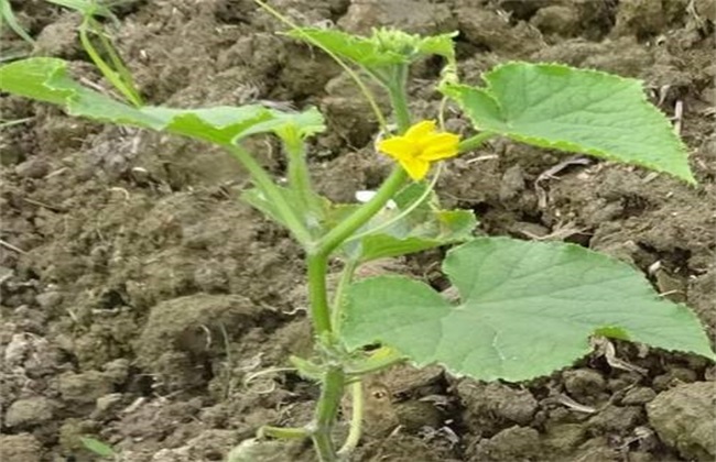 Methods of controlling growth of Cucumber at Seedling stage