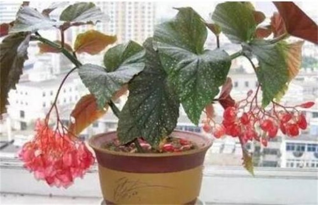 How to dwarf Bamboo Begonia