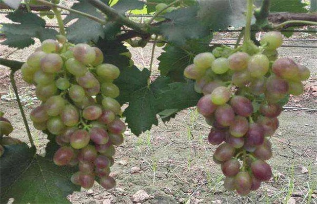 Management technology of grape color conversion period