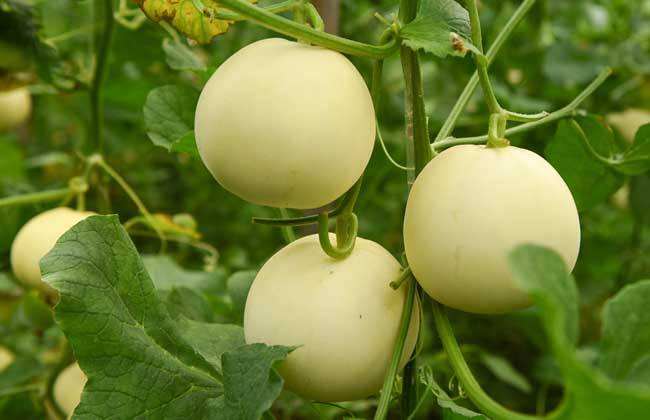 Post-planting management techniques of muskmelon